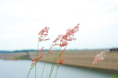 Closeup flower grass in field with blurred concrete structure in background.