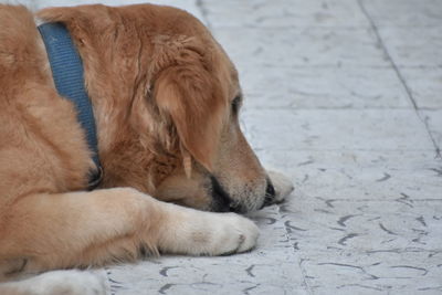 Close-up of dog relaxing outdoors