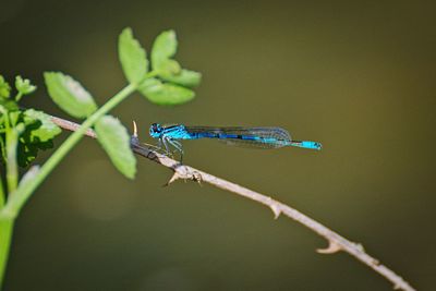 Close-up of insect on plant
