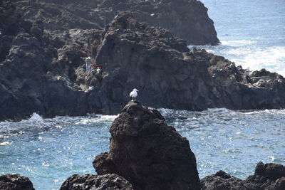 Seagull perching on rock by sea