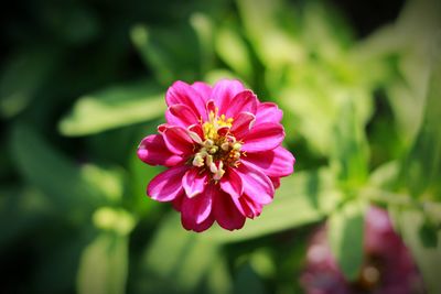 Close-up of pink flower blooming outdoors