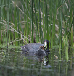 Ducks swimming in lake