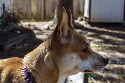 Close-up of dog looking away