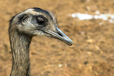 Close-up of bird