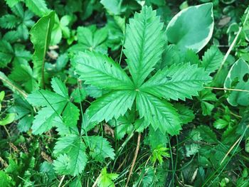 Close-up of fresh green plants