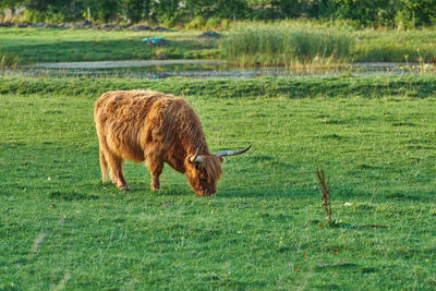 Sheep grazing on field