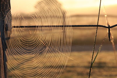 Spider web in rural kent, uk