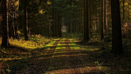 Trees growing in forest