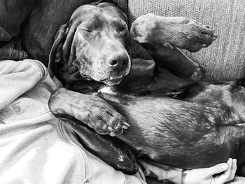 Dog sleeping on couch