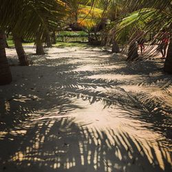 Wet road amidst palm trees