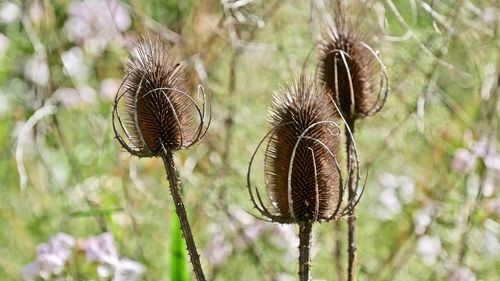 Close-up of dried thistle on field