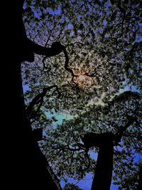 Low angle view of silhouette trees against sky