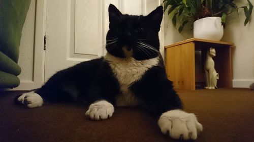Close-up of cat at home