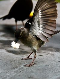 Close-up of bird