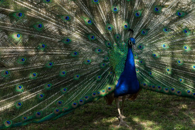 Close-up of peacock