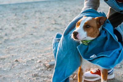 Low section of man holding dog