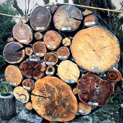 Stack of logs in forest