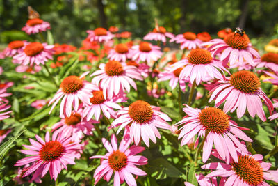 Close-up of pink flowering plants in park