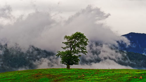 Trees on field against sky