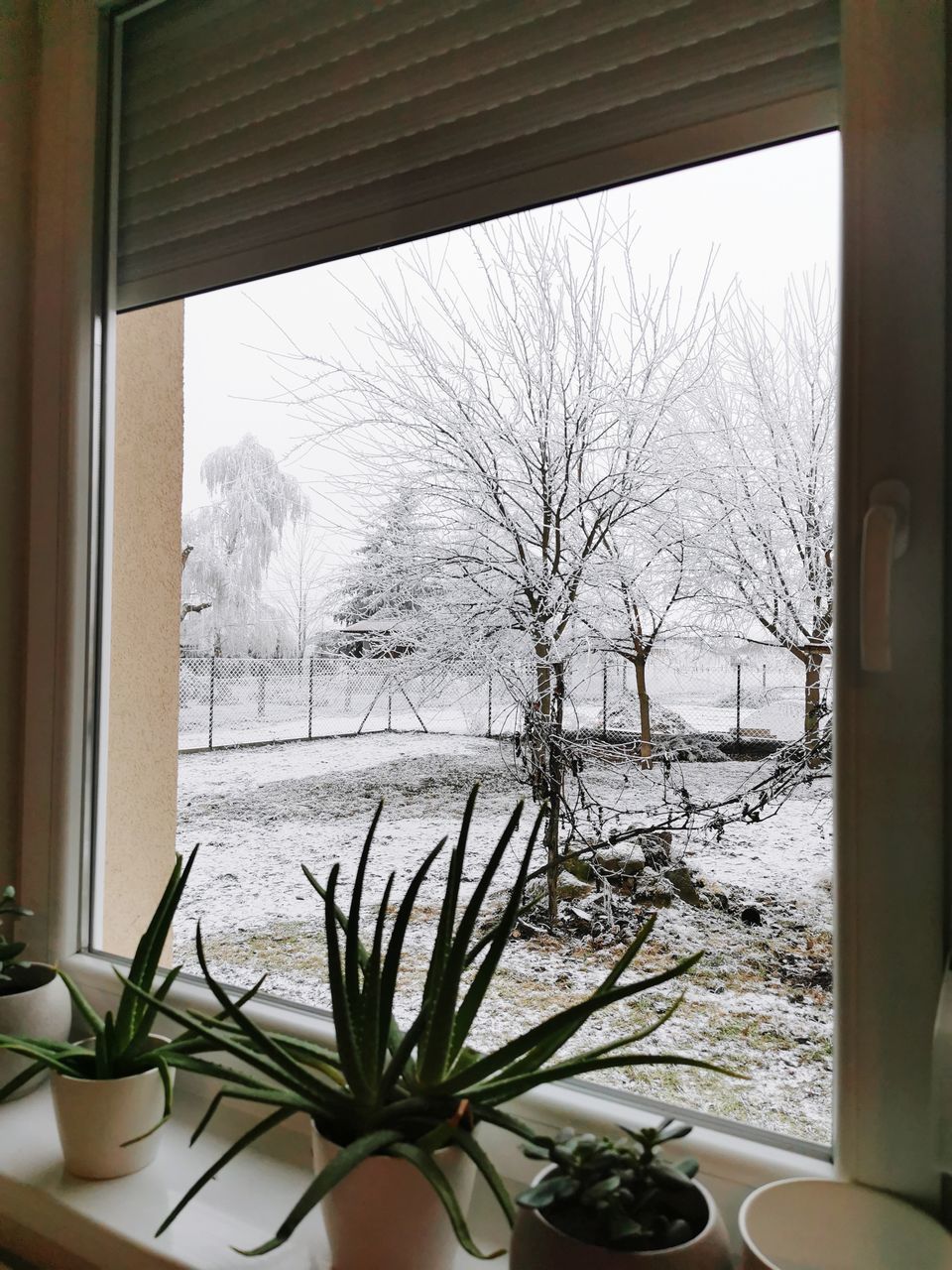 BARE TREES SEEN THROUGH WINDOW