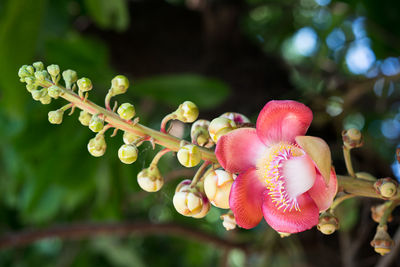 Close-up of pink flowering plant