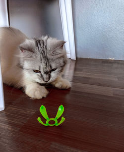 Portrait of cat relaxing on floor at home