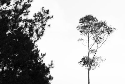 Low angle view of tree against sky