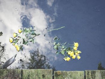 Close-up of plant against sky