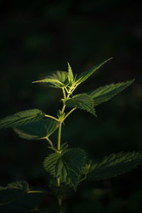 Close-up of plant