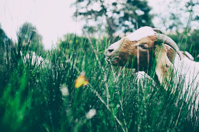 Close-up of dog on field
