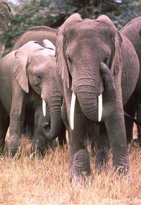 Elephant in grass