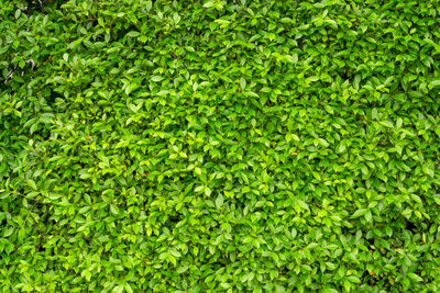 Green leaf wall of ficus shrub plant, closeup image for greenery nature background