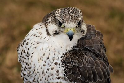 Close-up of owl looking away