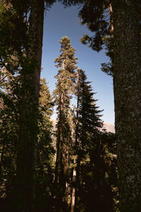 Low angle view of pine trees in forest