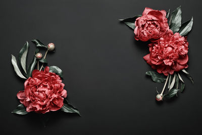 High angle view of rose bouquet against black background