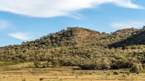 Scenic view of trees on field against sky