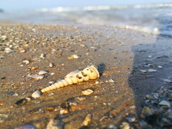 Close-up of shell on beach