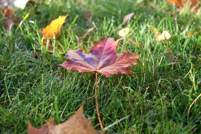 Close-up of maple leaf on field