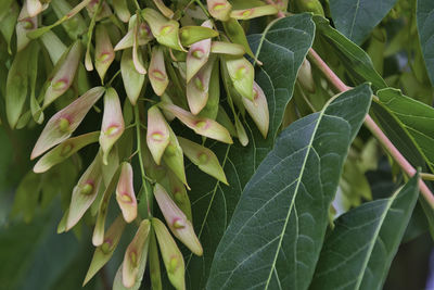 Full frame shot of leaves