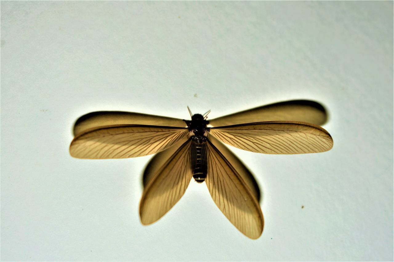 CLOSE-UP OF BUTTERFLY PERCHING ON A BACKGROUND