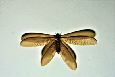 Close-up of butterfly pollinating