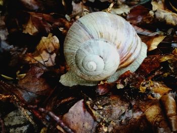 Close-up of snail