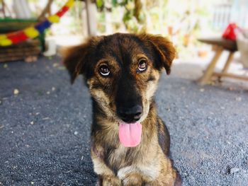 Portrait of dog sticking out tongue outdoors