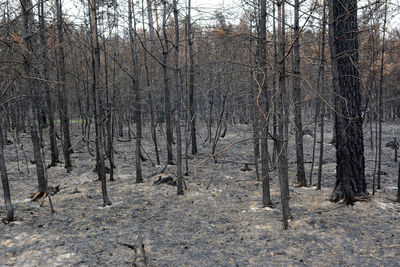 Bare trees in forest during winter