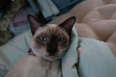 Close-up portrait of kitten sitting at home