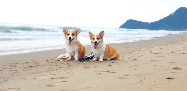 Dog on the beach