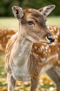 Close-up portrait of deer