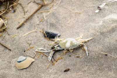 Close-up of crab on sand