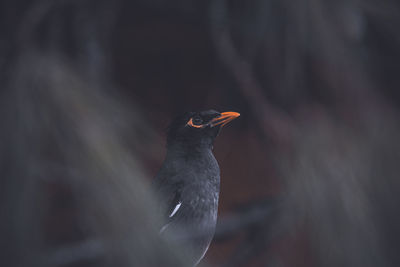 Close-up of bird