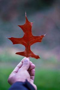 Close-up of hand holding maple leaf